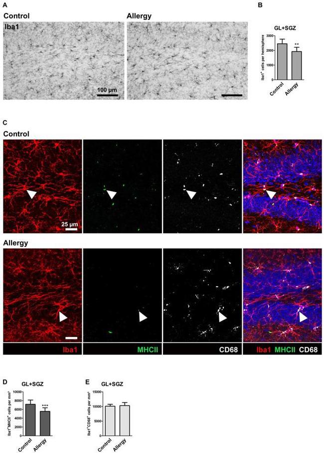 MHC Class II (I-A/I-E) Antibody in Immunohistochemistry (IHC)