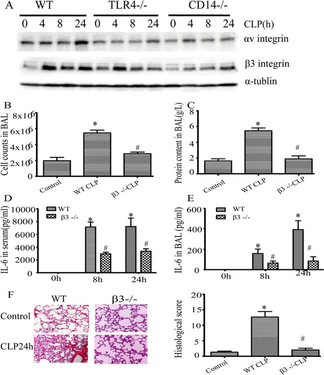 CD61 (Integrin beta 3) Antibody in Western Blot (WB)