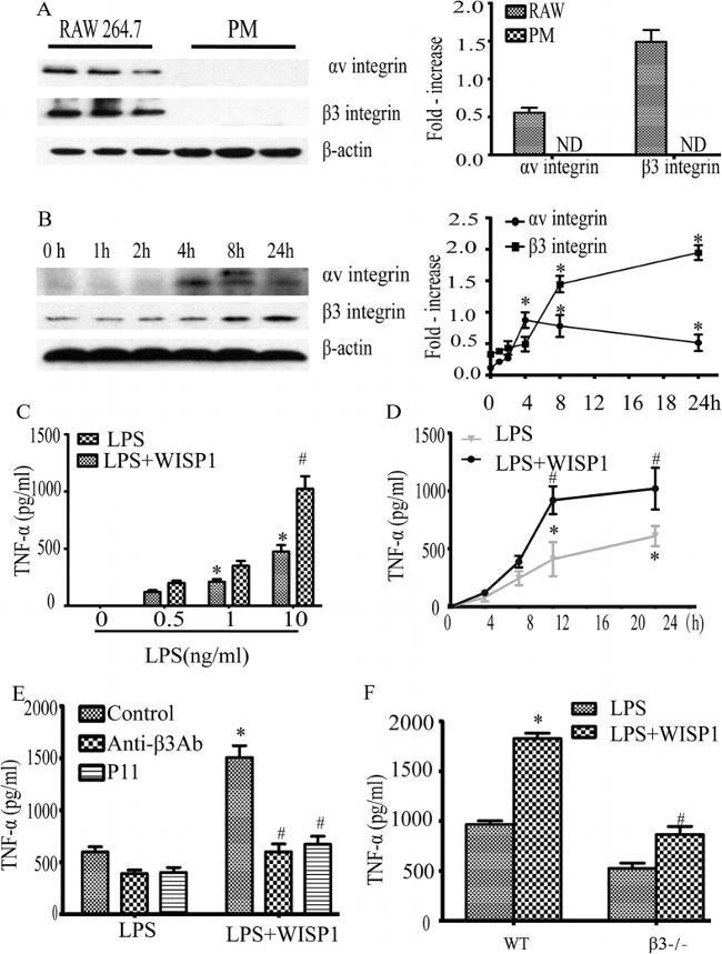 CD61 (Integrin beta 3) Antibody in Western Blot (WB)