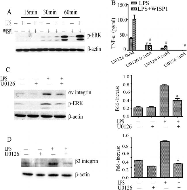 CD61 (Integrin beta 3) Antibody in Western Blot (WB)