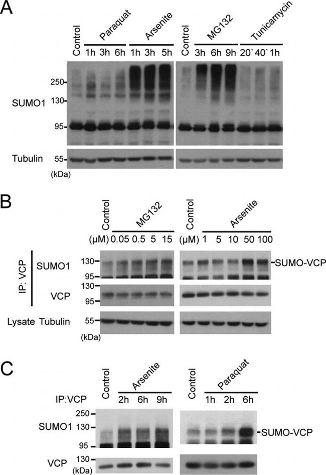 VCP Antibody in Immunoprecipitation (IP)