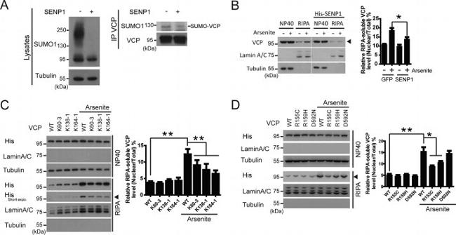 VCP Antibody in Western Blot (WB)