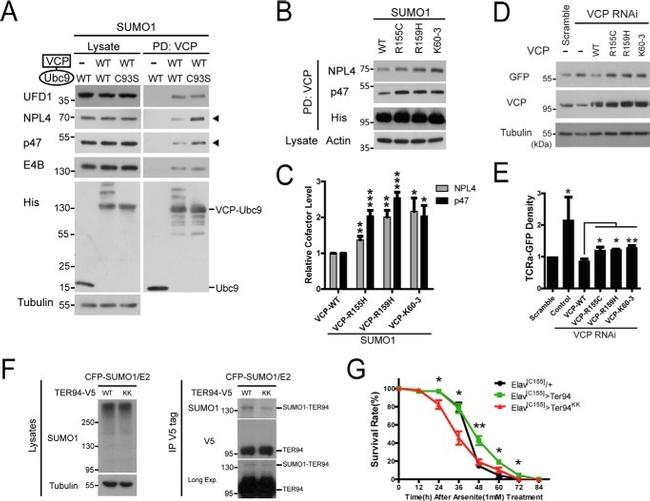 VCP Antibody in Western Blot (WB)