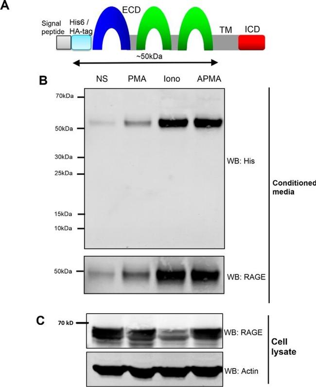 HisG Epitope Tag Antibody in Western Blot (WB)