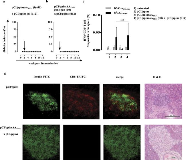 CD8a Antibody in Flow Cytometry (Flow)