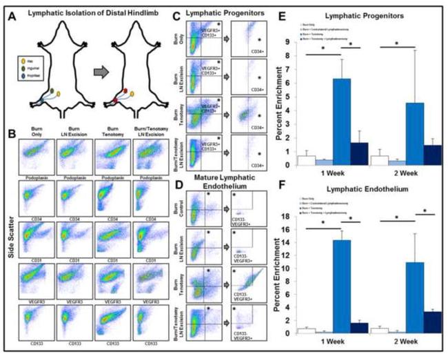 VEGF Receptor 3 Antibody in Flow Cytometry (Flow)