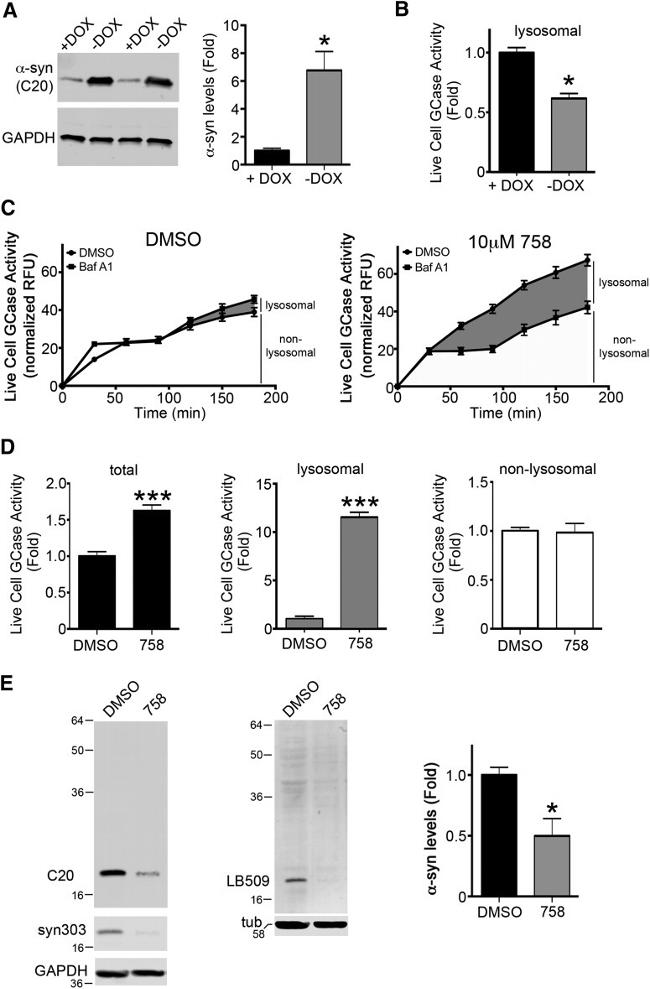 Synapsin 1 Antibody