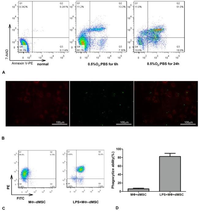 F4/80 Antibody in Immunocytochemistry, Flow Cytometry (ICC/IF, Flow)