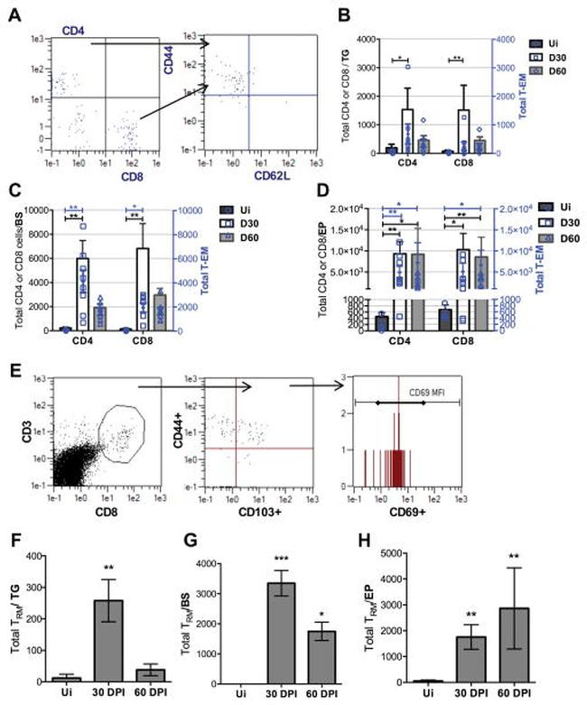 CD69 Antibody in Flow Cytometry (Flow)