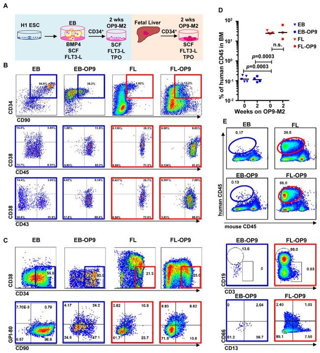 CD19 Antibody in Flow Cytometry (Flow)