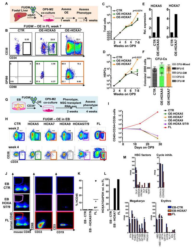 CD19 Antibody in Flow Cytometry (Flow)