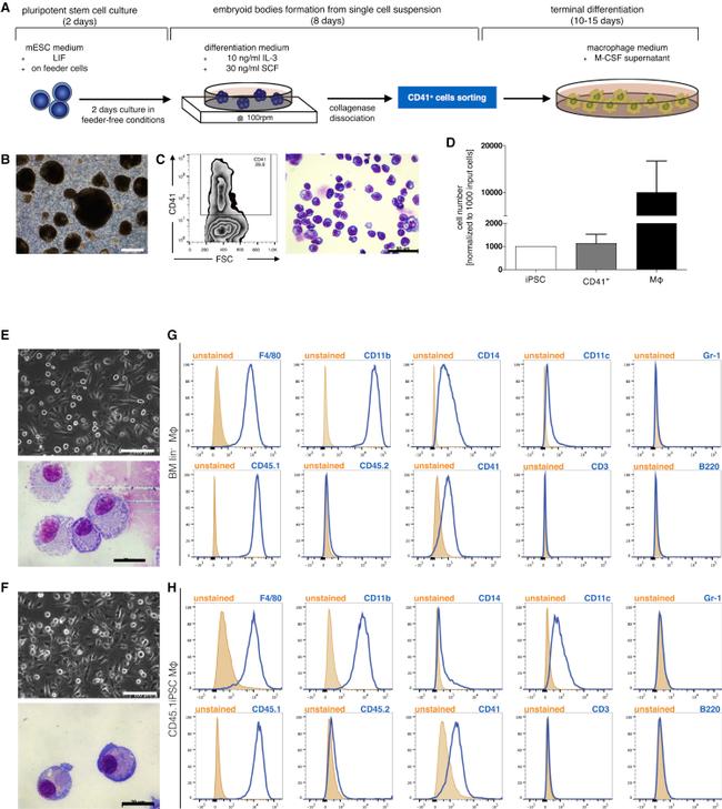 CD14 Antibody in Flow Cytometry (Flow)