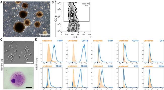 CD45.1 Antibody in Flow Cytometry (Flow)