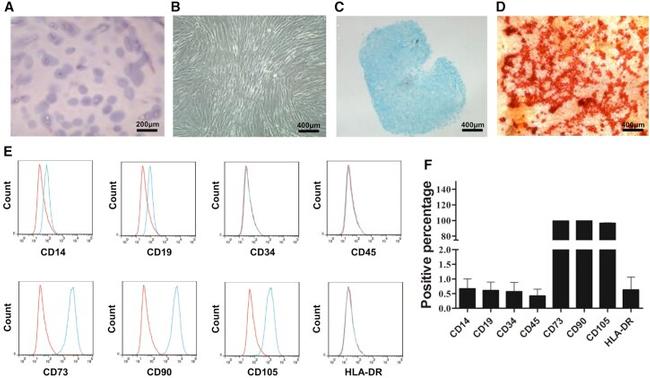 CD19 Antibody in Flow Cytometry (Flow)