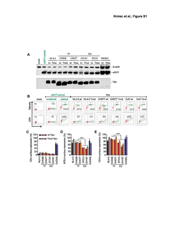 CD4 Antibody in Flow Cytometry (Flow)