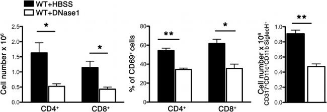 CD8a Antibody in Flow Cytometry (Flow)