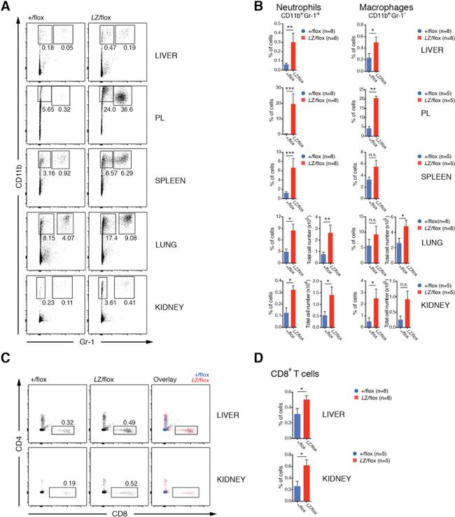 Ly-6G/Ly-6C Antibody in Flow Cytometry (Flow)