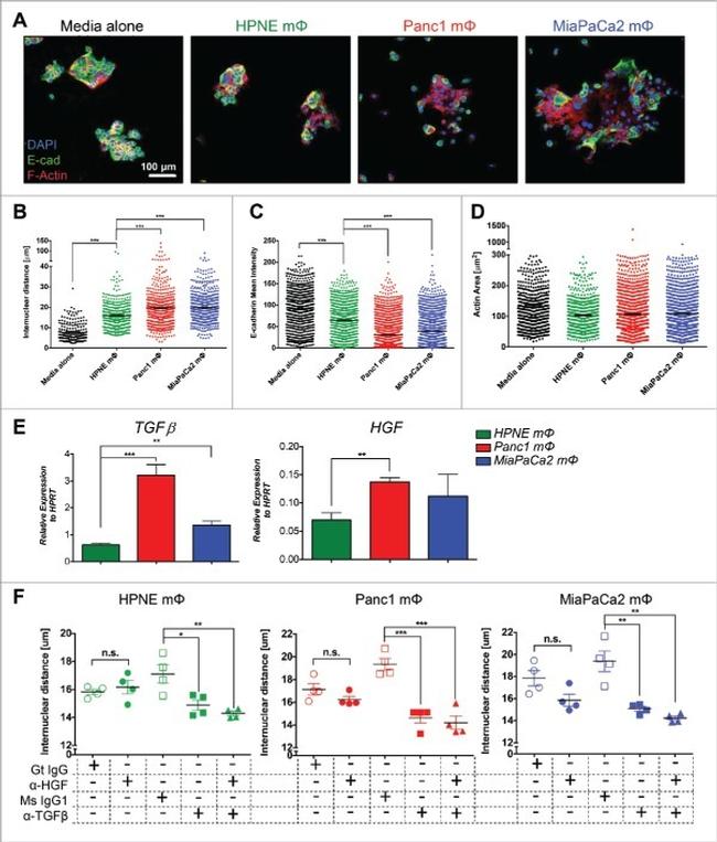 TGF beta-1,2,3 Antibody in Neutralization (Neu)