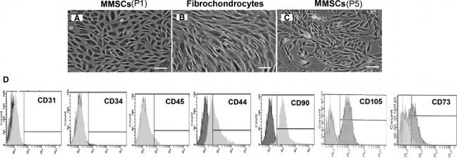 CD105 Antibody in Flow Cytometry (Flow)