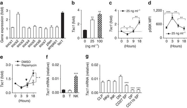 NK1.1 Antibody in Flow Cytometry (Flow)