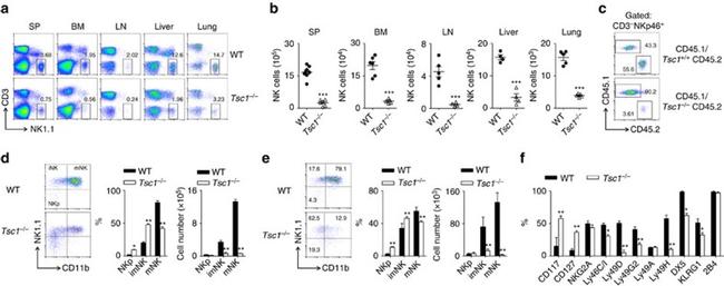 NK1.1 Antibody in Flow Cytometry (Flow)