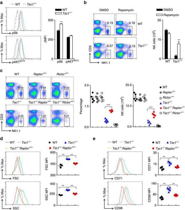 NK1.1 Antibody in Flow Cytometry (Flow)