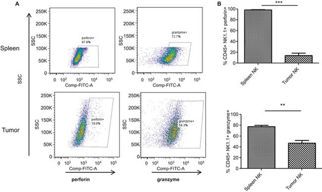 Perforin Antibody in Flow Cytometry (Flow)