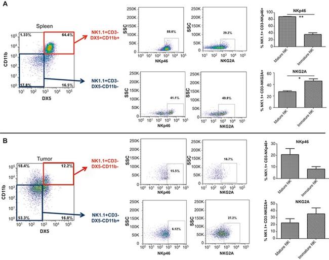 NK1.1 Antibody in Flow Cytometry (Flow)