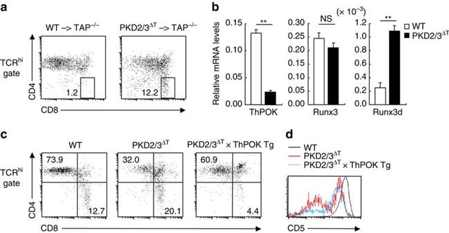 TCR beta Antibody in Flow Cytometry (Flow)