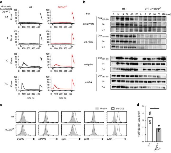 TCR beta Antibody in Flow Cytometry (Flow)