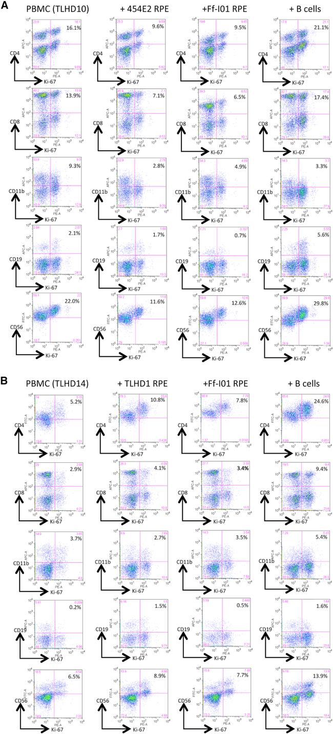 CD8a Antibody in Flow Cytometry (Flow)