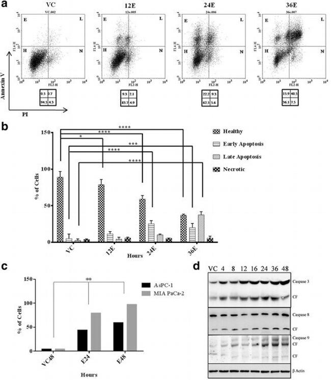 Active/Pro-Caspase 3 Antibody in Western Blot (WB)