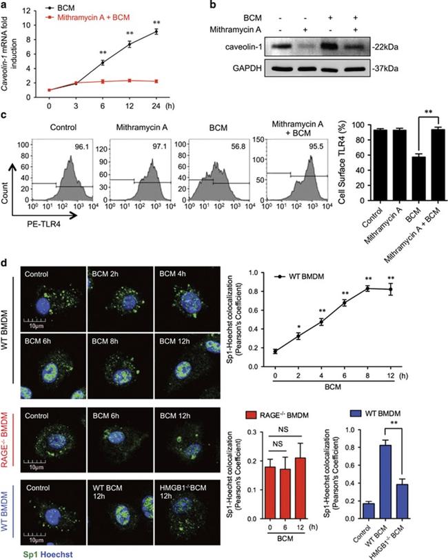 CD284 (TLR4) Antibody in Flow Cytometry (Flow)