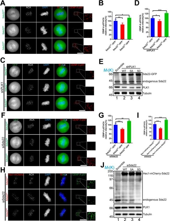 PLK1 Antibody in Western Blot (WB)