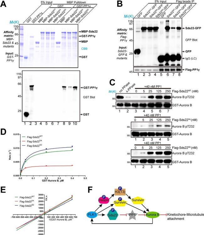 PLK1 Antibody in Western Blot (WB)