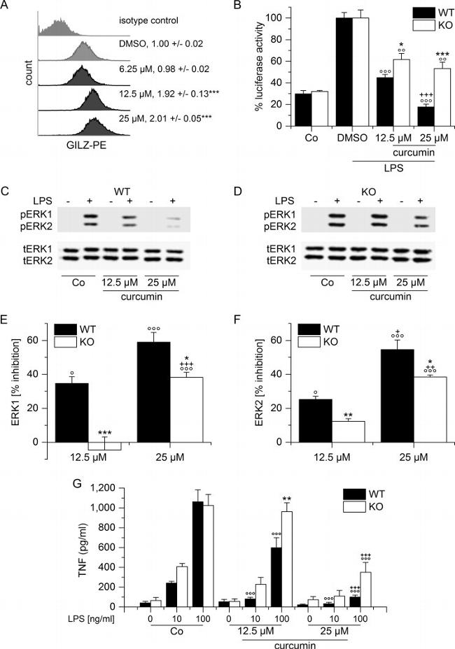 GILZ Antibody in Flow Cytometry (Flow)