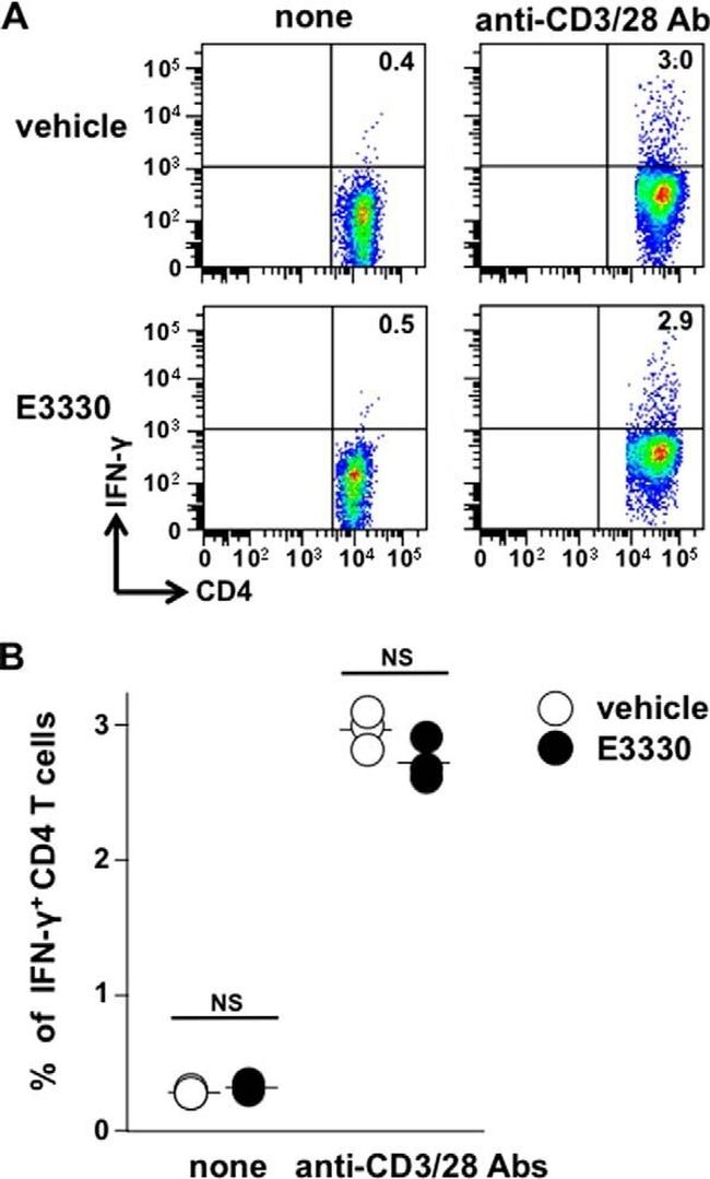 CD28 Antibody in T-Cell Activation (TCA)