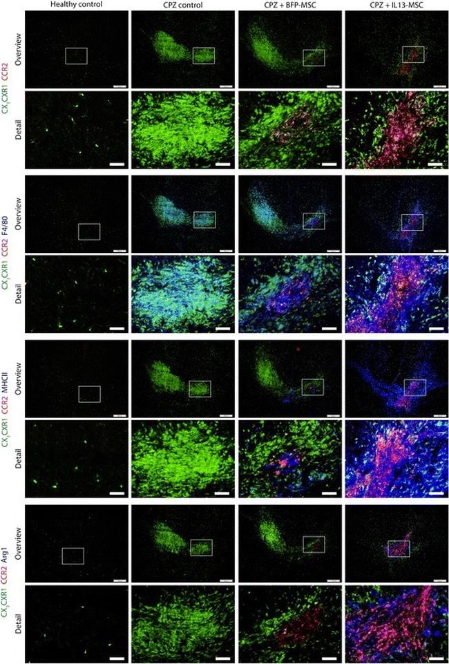 MHC Class II (I-A/I-E) Antibody in Immunohistochemistry (IHC)