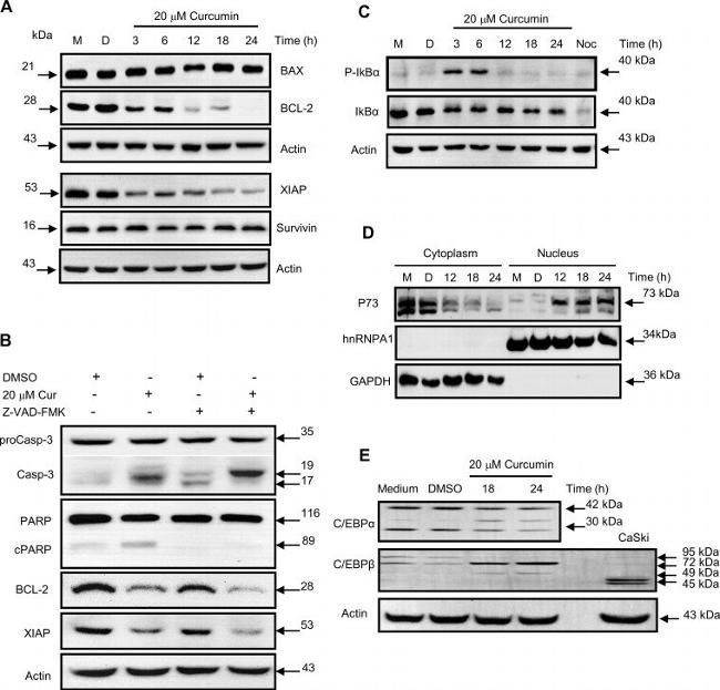 Bax Antibody in Western Blot (WB)