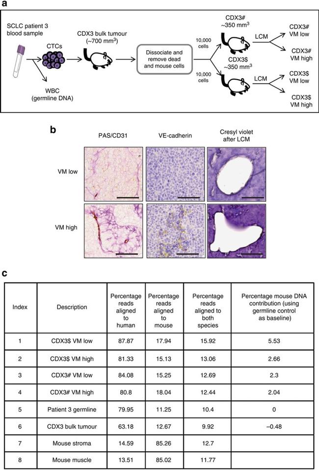 CD144 (VE-cadherin) Antibody in Immunohistochemistry (IHC)