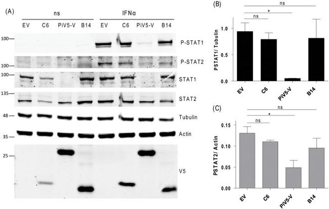 Phospho-STAT1 (Tyr701) Antibody in Western Blot (WB)