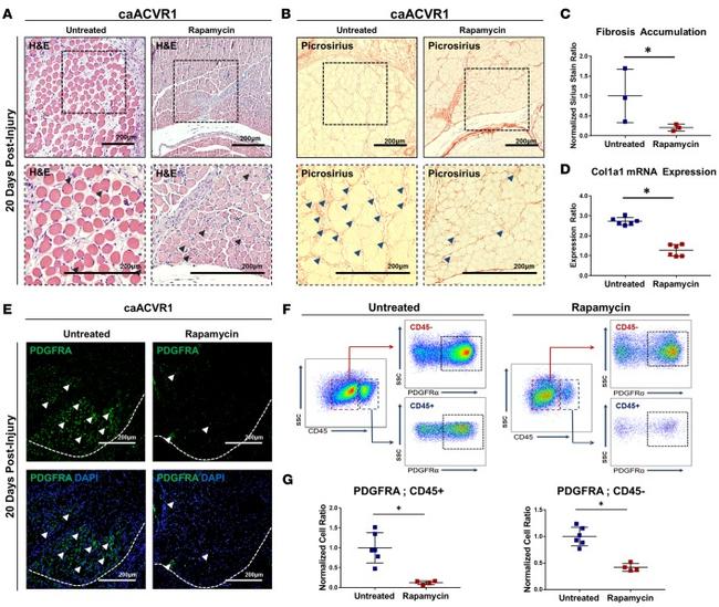 CD140a (PDGFRA) Antibody in Immunohistochemistry, Flow Cytometry (IHC, Flow)