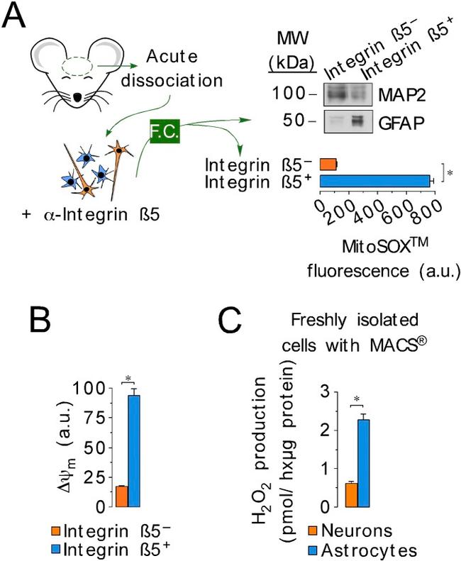 Integrin beta 5 Antibody in Flow Cytometry (Flow)