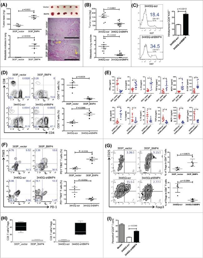 Ki-67 Antibody in Flow Cytometry (Flow)