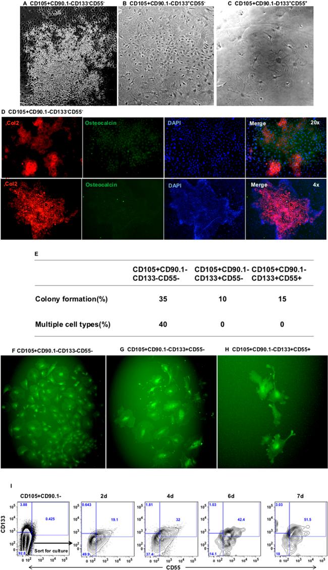 CD133 (Prominin-1) Antibody in Flow Cytometry (Flow)