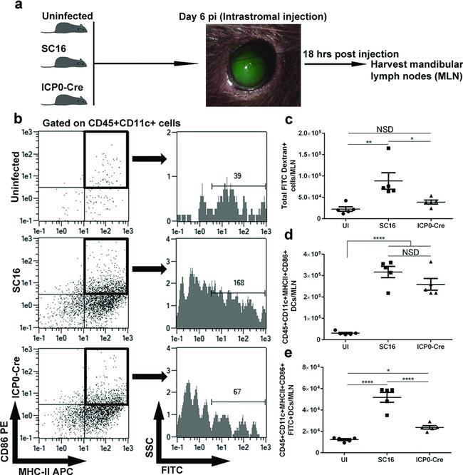 CD11c Antibody in Flow Cytometry (Flow)