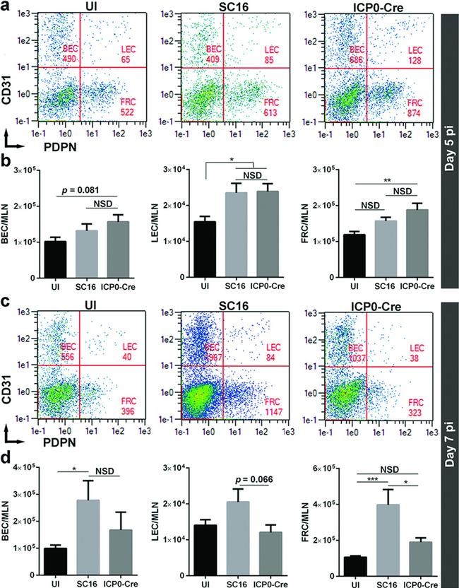 CD31 (PECAM-1) Antibody in Flow Cytometry (Flow)