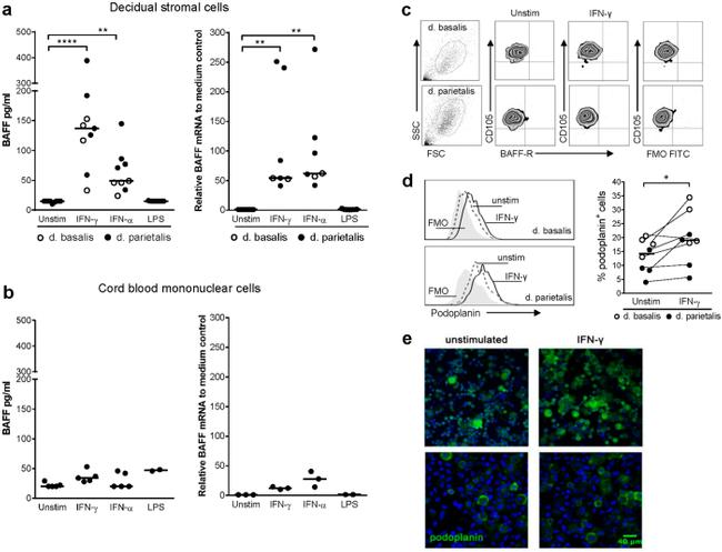 CD268 (BAFF Receptor) Antibody in Flow Cytometry (Flow)