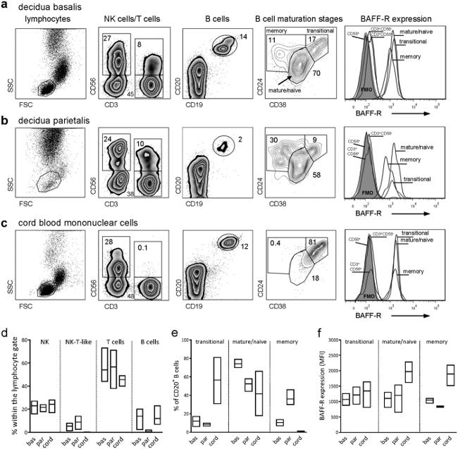 CD268 (BAFF Receptor) Antibody in Flow Cytometry (Flow)