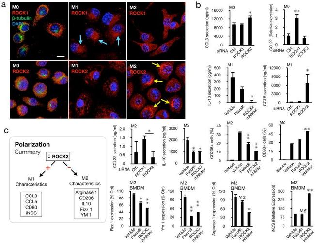 CD80 (B7-1) Antibody in Flow Cytometry (Flow)